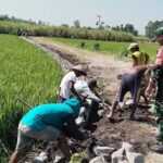 Sinergi Babinsa dan Petani Bangun Irigasi, Tingkatkan Pengairan dan Produktivitas Sawah
